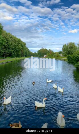 Schwarm weißer Gänse Stockfoto