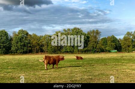 Riesige Stierkühe grasen auf einem Feld Stockfoto