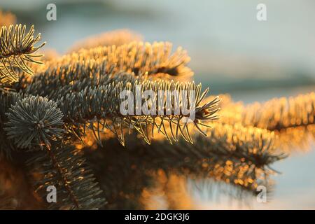 Ein mit Frost bedeckter Fichtenzweig, der bei Sonnenaufgang an einem frostigen Wintermorgen funkelt. Ein Zweig der blauen Fichte im Raureif in der Sonne in der Dämmerung. Stockfoto