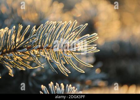 Fichtenzweig in funkelndem Raureif bei Morgendämmerung. Bokeh-Effekt. Die rosa goldenen Strahlen der aufgehenden Sonne spielen auf einem Ast eines blauen Weihnachtsbaums. Stockfoto