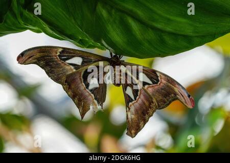 Atlas Moth, Attacus Atlas, diese sind die größten Motten in der Welt mit einer Spannweite von 10-12 Zoll, beheimatet in Südostasien Stockfoto