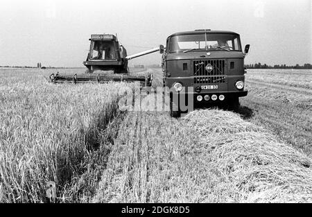 03. August 1985, Sachsen, Eilenburg: Ein Jugenderntekomplex, bestehend aus einem Mähdrescher E 512 und einem LKW W 50, fährt Mitte der 1980er Jahre während der Getreideernte über ein Feld vor Eilenburg. Genaues Aufnahmedatum nicht bekannt. Foto: Volkmar Heinz/dpa-Zentralbild/ZB Stockfoto