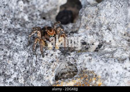 V-Fleck-Springspinne, Springspinne, Männchen, Aelurillus V-insignitus, Attus V-insignitus, Ictidops V-insignitus, Springspinnen, Salticidae, Springen s Stockfoto