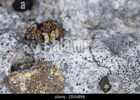 V-Fleck-Springspinne, Springspinne, Männchen, Aelurillus V-insignitus, Attus V-insignitus, Ictidops V-insignitus, Springspinnen, Salticidae, Springen s Stockfoto