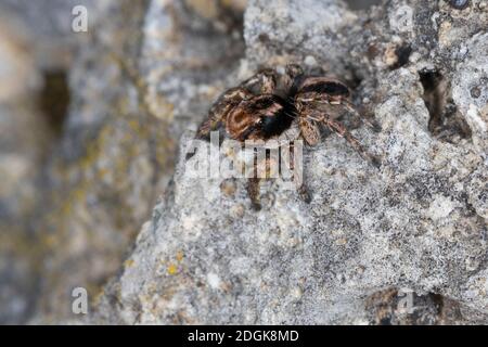 V-Fleck-Springspinne, Springspinne, Männchen, Aelurillus V-insignitus, Attus V-insignitus, Ictidops V-insignitus, Springspinnen, Salticidae, Springen s Stockfoto