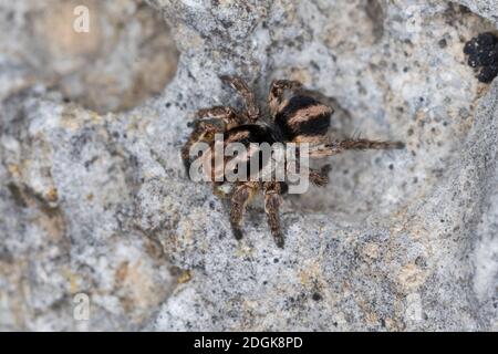 V-Fleck-Springspinne, Springspinne, Männchen, Aelurillus V-insignitus, Attus V-insignitus, Ictidops V-insignitus, Springspinnen, Salticidae, Springen s Stockfoto