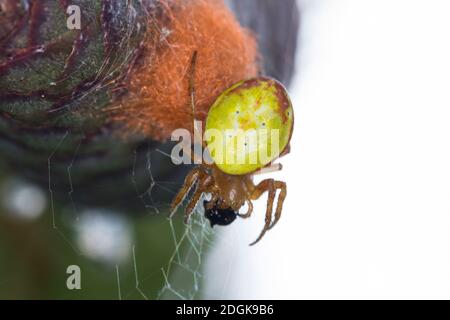 Kürbisspinne, Weibchen auf einem Fichtenzapfen, sitzt auf ihrem Kokon, Eikokokon, Araniella cf. Alpica, Araniella cf. Alpicus, Gurkenspinne, Stockfoto