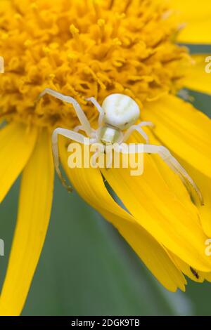Kräbbenspinne, Krabbenspinne, Weibchen lauert auf Blüten auf Beute, Krabben-Spinne, Misumena vatia, Goldrutenspinne, Blütenkrabbe sp Stockfoto