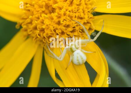 Kräbbenspinne, Krabbenspinne, Weibchen lauert auf Blüten auf Beute, Krabben-Spinne, Misumena vatia, Goldrutenspinne, Blütenkrabbe sp Stockfoto