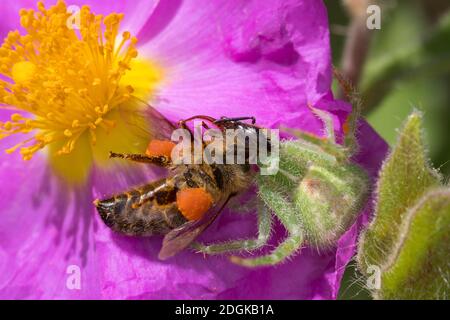 Krabbenspinne, hat eine Biene erschutet, Beute, Räuber-Beute-Beziehung, Heriaeus spec., Grüne haarige Krabbenspinne, Krabbenspinne, Beute, Raubtier-Beute relat Stockfoto