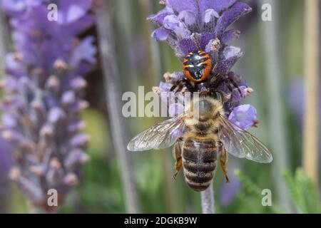 Südliche Glanz-Krabbenspinne, hat eine Biene erreicht, Beute, Räuber-Beute-Beziehung, Südliche Glanzkrabbenspinne, Krabbenspinne, Synema globosum, SYN Stockfoto
