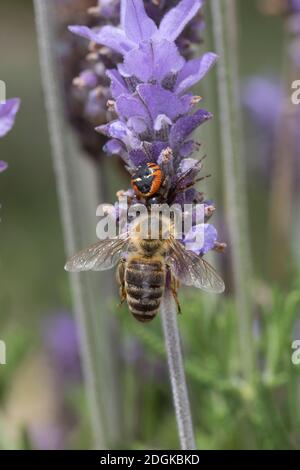 Südliche Glanz-Krabbenspinne, hat eine Biene erreicht, Beute, Räuber-Beute-Beziehung, Südliche Glanzkrabbenspinne, Krabbenspinne, Synema globosum, SYN Stockfoto