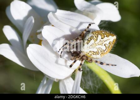 Eichblatt-Radspinne, Eichenblatt-Radspinne, Eichenblatt-Radnetzspinne, Eichenblattradspinne, Eichblattradspinne, Eichblatt-Kreuzspinne, Eichblatten-Kr Stockfoto