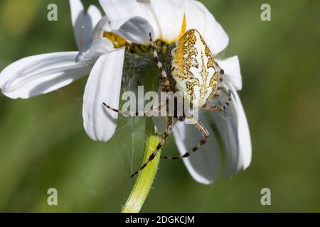 Eichblatt-Radspinne, Eichenblatt-Radspinne, Eichenblatt-Radnetzspinne, Eichenblattradspinne, Eichblattradspinne, Eichblatt-Kreuzspinne, Eichblatten-Kr Stockfoto