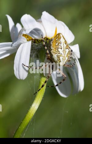 Eichblatt-Radspinne, Eichenblatt-Radspinne, Eichenblatt-Radnetzspinne, Eichenblattradspinne, Eichblattradspinne, Eichblatt-Kreuzspinne, Eichblatten-Kr Stockfoto