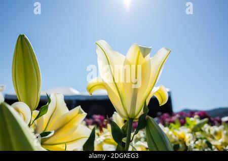 Gelbe Schönheit Lilie Blumen Stockfoto