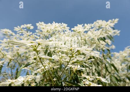 Weiße Pascuita-Blüten Stockfoto