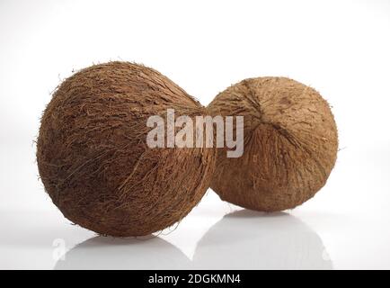 Kokosnuss, Cocos Nucifera, Früchte vor weißem Hintergrund Stockfoto