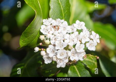 Blumen des japanischen Privatgartens im Frühling Stockfoto