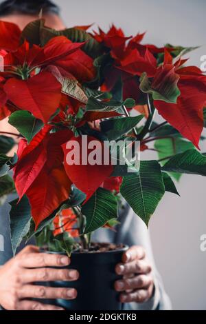 Nahaufnahme eines Mannes, der vor seinem Gesicht eine Weihnachtsstern-Pflanze mit ihren charakteristischen roten Blättern hält, die für die weihnachtszeit in vielen Ländern typisch sind Stockfoto