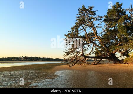 Knorrige alte Monterey-Kiefer, die über einem Sandstrand wächst. Fotografiert am Plummers Point, Neuseeland Stockfoto
