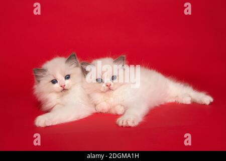 Zwei süße Ragdoll Kätzchen mit blauen Augen liegen zusammen Auf einem roten Hintergrund Stockfoto
