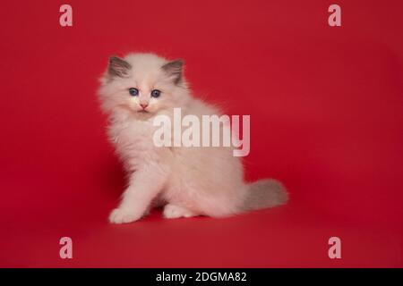 Niedliche Ragdoll Kätzchen mit blauen Augen auf einem roten sitzen Hintergrund Stockfoto