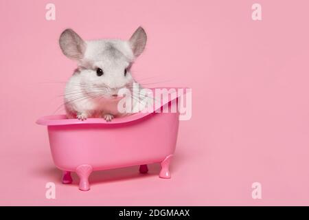 Niedliche Chinchilla sitzt in einer rosa Badewanne auf einem rosa Hintergrund Stockfoto