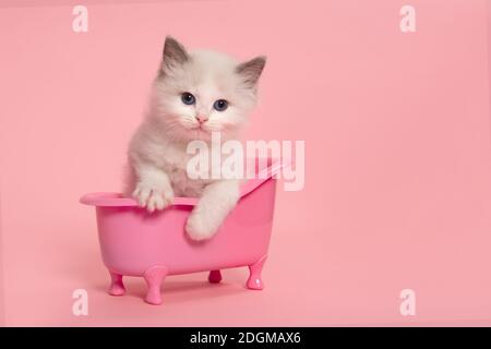 Niedliche Ragdoll Katze Kätzchen sitzt in einer rosa Badewanne auf Ein rosa Hintergrund, der auf die Kamera schaut und sich nach vorne lehnt Stockfoto