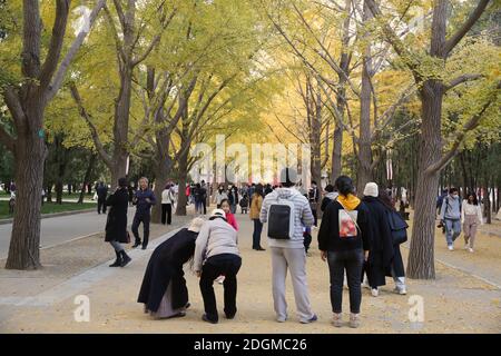 Die beste Zeit, um die Herbstlandschaft des Beijing Ditan Park zu genießen kommt, Ginkgo Blätter alle gelb, viele Touristen kommen zu besuchen und pH nehmen Stockfoto