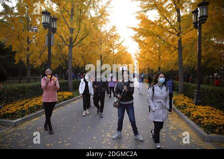 Die beste Zeit, um die Herbstlandschaft des Beijing Ditan Park zu genießen kommt, Ginkgo Blätter alle gelb, viele Touristen kommen zu besuchen und pH nehmen Stockfoto