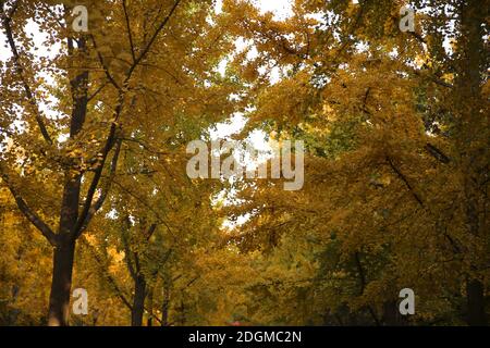 Die beste Zeit, um die Herbstlandschaft des Beijing Ditan Park zu genießen kommt, Ginkgo Blätter alle gelb, viele Touristen kommen zu besuchen und pH nehmen Stockfoto