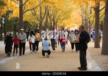 Die beste Zeit, um die Herbstlandschaft des Beijing Ditan Park zu genießen kommt, Ginkgo Blätter alle gelb, viele Touristen kommen zu besuchen und pH nehmen Stockfoto