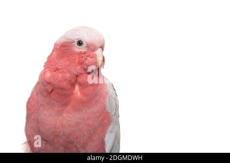 Porträt eines hübschen rosa Galacockatoo isoliert auf einem Weißer Hintergrund Stockfoto