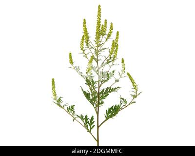 Blühende Pflanze des gemeinen Ragweed, isoliert auf weiß, Ambrosia artemisiifolia Stockfoto