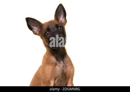 Porträt eines belgischen Schäfers oder Malinois Hund Welpe suchen An der Kamera auf weißem Hintergrund Stockfoto