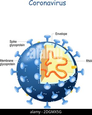 Querschnitt des Virions des Coronavirus. Virus, das eine Krankheit beim Menschen verursacht, von der Erkältung zu SARS. 2019-nCoV Stock Vektor