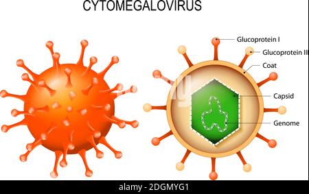 Cytomegalievirus. Struktur des Virions. Herpesvirus Typ 5. Blick nach außen und Querschnitt Stock Vektor