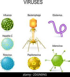 Virale Formen. Verschiedene Formen von Viren. Diagramm mit Viren: Bakteriophagen, Ebolavirus, Hepatitis, Rotavirus, Adenovirus, Papillomavirus Stock Vektor