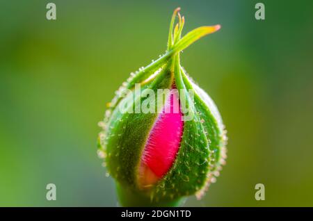 Rose Knospe bereit, auf einem grünen verschwommenen Hintergrund blüht werden. Makroaufnahme. Stockfoto