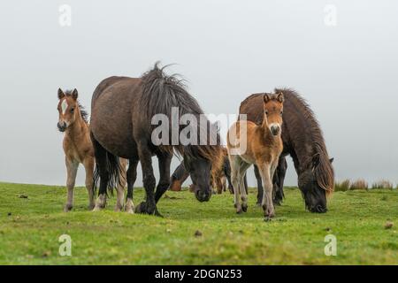 Zwei Dartmoort Ponys essen mit zwei wachsamen neugierigen faols suchen Auf der Kamera Stockfoto