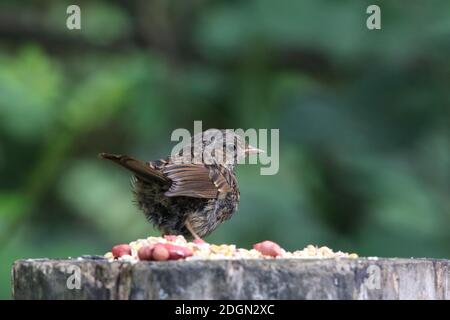 Jugenddunnock an einer Waldfütterungsstation Stockfoto