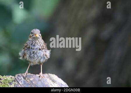 Jugenddunnock an einer Waldfütterungsstation Stockfoto