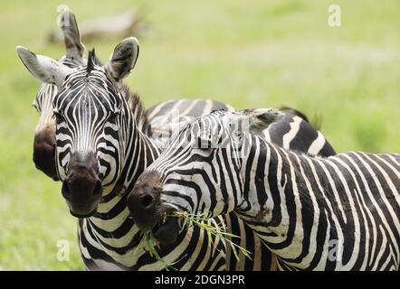 Zebras im Tsavo East National Park, Kenia, Afrika Stockfoto