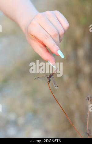 Die Hand einer Frau, die versucht, die Libelle auf dem Ast zu fangen. Stockfoto