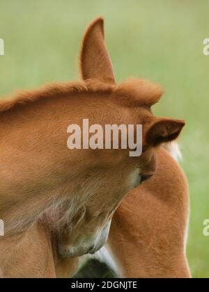 Eine seltene Rasse Suffolk Punch Fohlen mit einem Kratzer. Stockfoto