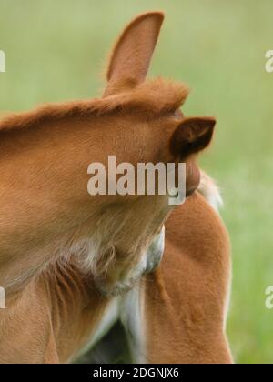 Eine seltene Rasse Suffolk Punch Fohlen mit einem Kratzer. Stockfoto