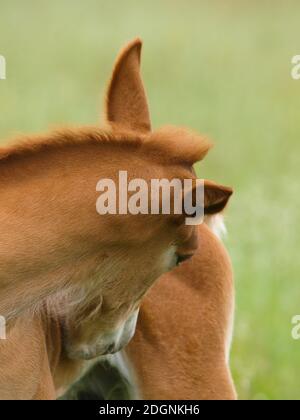 Eine seltene Rasse Suffolk Punch Fohlen mit einem Kratzer. Stockfoto