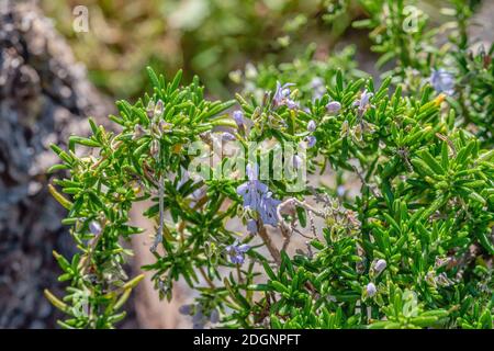 Capri Rosmarin, Rosmarinus Officinalis 'Prostratus' Pflanze mit Blumenbeet Stockfoto