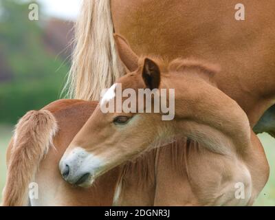 Eine seltene Rasse Suffolk Punch Fohlen mit einem Kratzer. Stockfoto